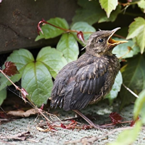 Blackbird - fledgling in garden, Lower Saxony, Germany