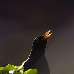 Blackbird Male, back-lit singing from fencepost. Cleveland, England, UK