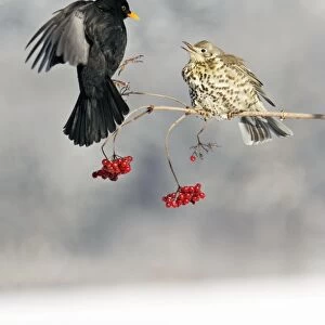 Blackbird - With Mistle Thrush (Turdus viscivorus) fighting over Guelder Rose Berries, winter, Lower Saxony, Germany