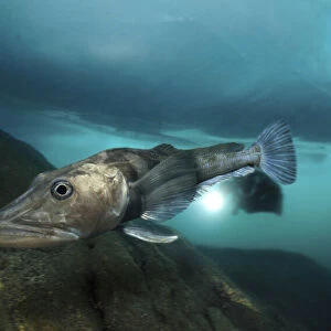 Blackfin icefish, Chaenocephalus aceratus, swimming under ice. Unlike other vertebrates, fish of the Antarctic icefish family (Channichthyidae) do not use haemoglobin to transport oxygen around their bodies; instead