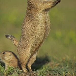 Blacktail Prairie Dog - engaged in Jump-yip behavior - A strong arch of the back or "jump" followed by a shrill "yip" - thought to occur when a predator has left the area and in territorial displays - Wyoming - USA