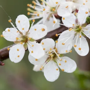 Blackthorn Blossom - Cornwall -UK