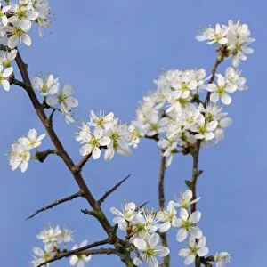 Blackthorn branch with flowers - in spring