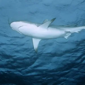 Blacktip Reef / Whaler Shark Blacktip Reef / Whaler Shark
