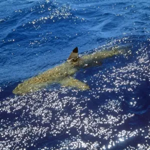 Blacktip Shark - at surface Polynesia Blacktip Shark - at surface Polynesia