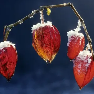 Bladder-cherry / Chinese Lantern / Winter cherry -wih snow Bladder-cherry / Chinese Lantern / Winter cherry -wih snow