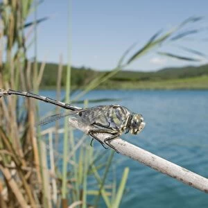 Bladetail Dragonfly - in habitat - Tuscany - Italy