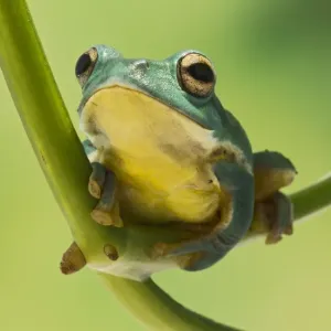 Blanford Tree Frog - gripping plant stem - Controlled conditions 15313 Blanford Tree Frog - gripping plant stem - Controlled conditions 15313