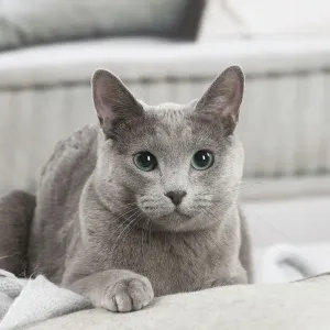 Bleu russe Bleu russe
