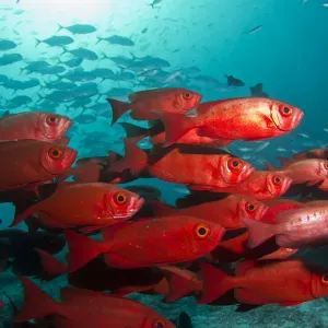 Bloch's Bigeye - Maldives Bloch's Bigeye - Maldives