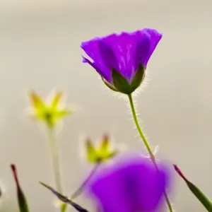 Bloody Cranesbill - Summer - Wales, UK Bloody Cranesbill - Summer - Wales, UK