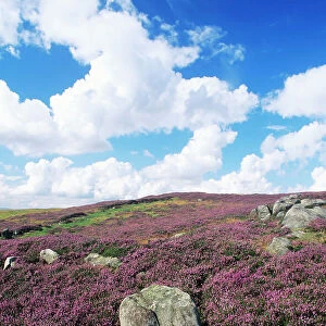 Blooming Heather - on moorland Simonside Hills National Park, beside Rothbury, Northumberland