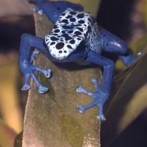 Blue arrow poison frog