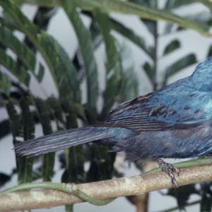 Blue-black Grosbeak - Para, Brazil