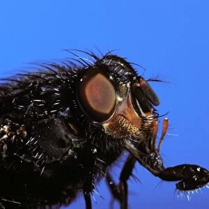 Blue Bottle fly - head with its proboscis extended