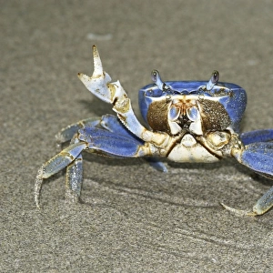 Blue Crab Cahuita N. P. Costa Rica