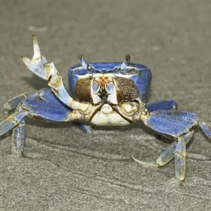 Blue Crab Cahuita N. P. Costa Rica Blue Crab Cahuita N. P. Costa Rica