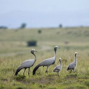 Blue Cranes with half-grown chicks. Endemic and vulnerable; world's most range-restricted crane. Inhabits vleis, grassland, karoo scrub and agricultural lands