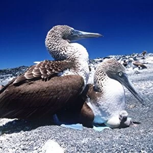 Blue-footed Booby - with chick - Cape Douglas, Fernandina Island, Galapagos Islands AU-1501