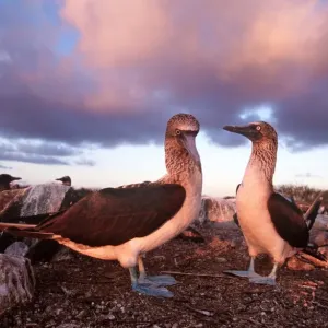 Blue-footed Booby - courtship display at sunset - Cape Douglas, Fernandina Island, Galapagos AU-1616 Blue-footed Booby - courtship display at sunset - Cape Douglas, Fernandina Island, Galapagos AU-1616