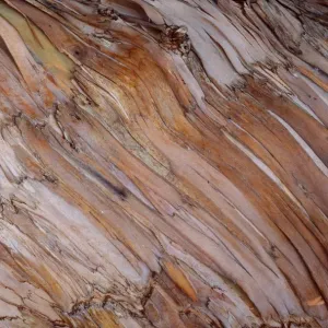 Blue Gum Tree - bark Blue Gum Tree - bark