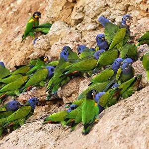 Blue Headed Pionus / Blue Headed Parrot Tambopata Nature Reserve Peru