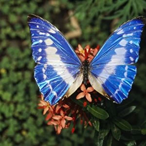 Blue Morpho Butterfly WAT-7288 Close-up - Costa Rica Morpho cypris © M. Watson / ARDEA LONDON
