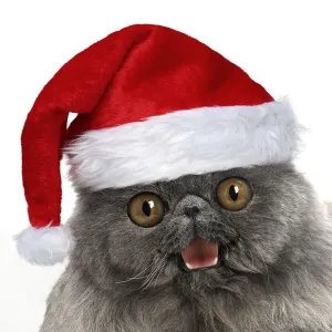Blue Persian Cat wearing red Christmas Santa hat Blue Persian Cat wearing red Christmas Santa hat