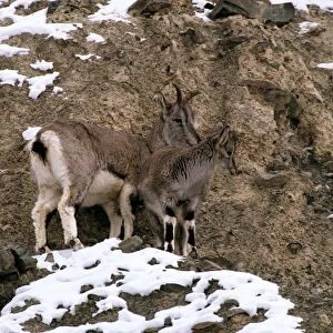 Blue Sheep / Bharal - female and young - Ladakh - Jammu & Kashmir - India