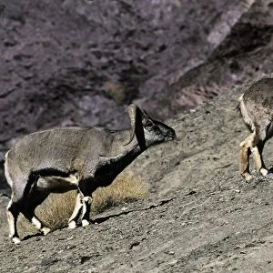 Blue Sheep / Bharal - male approaches female in rutting season - Ladakh - India