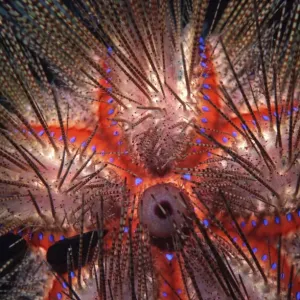 Blue-Spotted Pacific Urchin - close up of spines - Indo Pacific AU-1497 Blue-Spotted Pacific Urchin - close up of spines - Indo Pacific AU-1497
