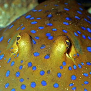 Blue Spotted Sting Ray, Indian Ocean and western Pacific