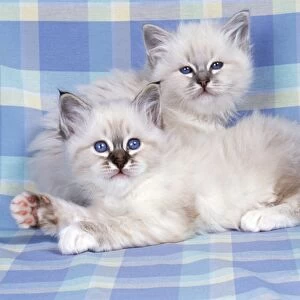 Blue Tabby & Deak Tabby Birman Cat - kittens on check material