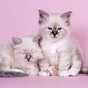 Blue Tabby & Seal Tabby Birman Cat - kittens