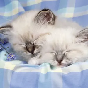 Blue Tabby & Seal Tabby Birman Cat - x2 kittens asleep Blue Tabby & Seal Tabby Birman Cat - x2 kittens asleep