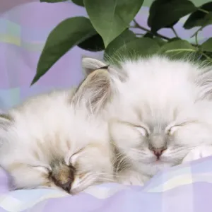 Blue Tabby & Seal Tabby Birman Cats - kittens asleep on check material Blue Tabby & Seal Tabby Birman Cats - kittens asleep on check material