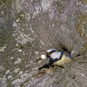 Blue Tit - adult removing fecal sac from nest