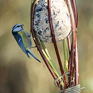 Blue Tit - on bird feeder