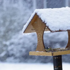 Blue Tit - on bird table in snow