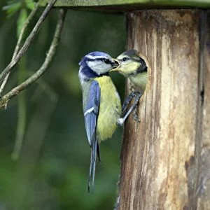 Blue Tit - chick begging for food at nestbox entrance, Lower Saxony, Germany