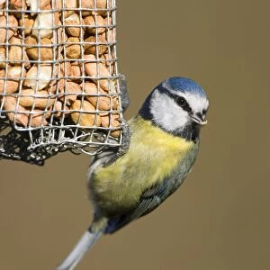Blue Tit Close-up of bird hanging from a peanut feeder. Cleveland, UK