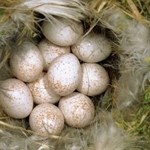 Blue Tit Eggs SPH 1909 Clutch in nest Parus caerulensi © Steve Hopkin / ARDEA LONDON