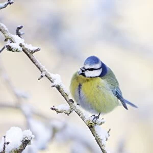 Blue Tit - Feathers puffed up to conserve heat in below freezing conditions - Cleveland - UK