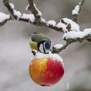 Blue Tit - feeding on apples in falling snow - Bedfordshire UK 8861