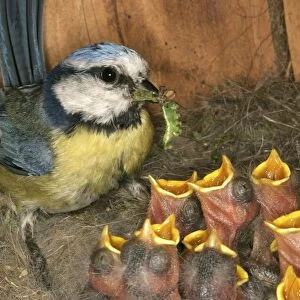 Blue Tit - feeding grubs to chicks at nest