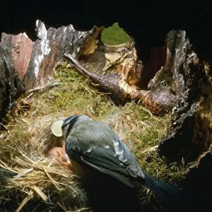 Blue Tit - female picks egg shells out of nest