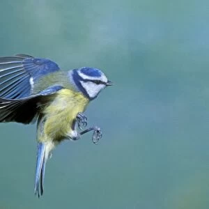 Blue Tit - in flight