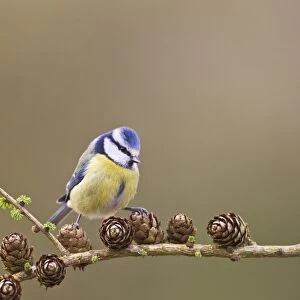 Blue Tit - on larch - Bedfordshire - UK 12301