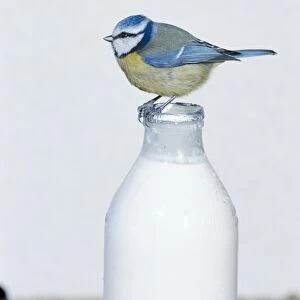 Blue Tit MAW 11 Perched on top of milk bottle Parus caeruleus © Maurice Walker / ardea. com