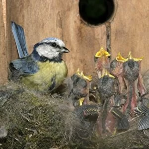 Blue Tit - at nest in nestbox with young
